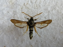 Paranthrene insolita