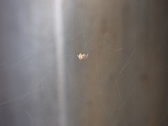 Parasteatoda tepidariorum tepidariorum