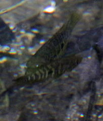 Parachromis friedrichsthalii