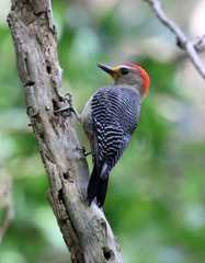 Melanerpes pygmaeus