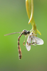 Leptogaster subtilis