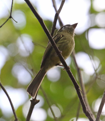 Rhynchocyclus brevirostris