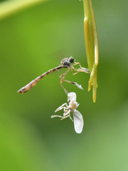 Leptogaster subtilis