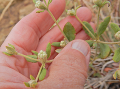 Eriogonum jamesii