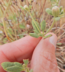 Eriogonum jamesii