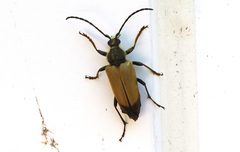 Trigonarthris subpubescens