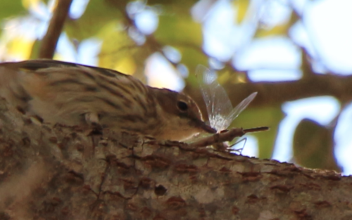Myrtle Warbler photographed in Florida