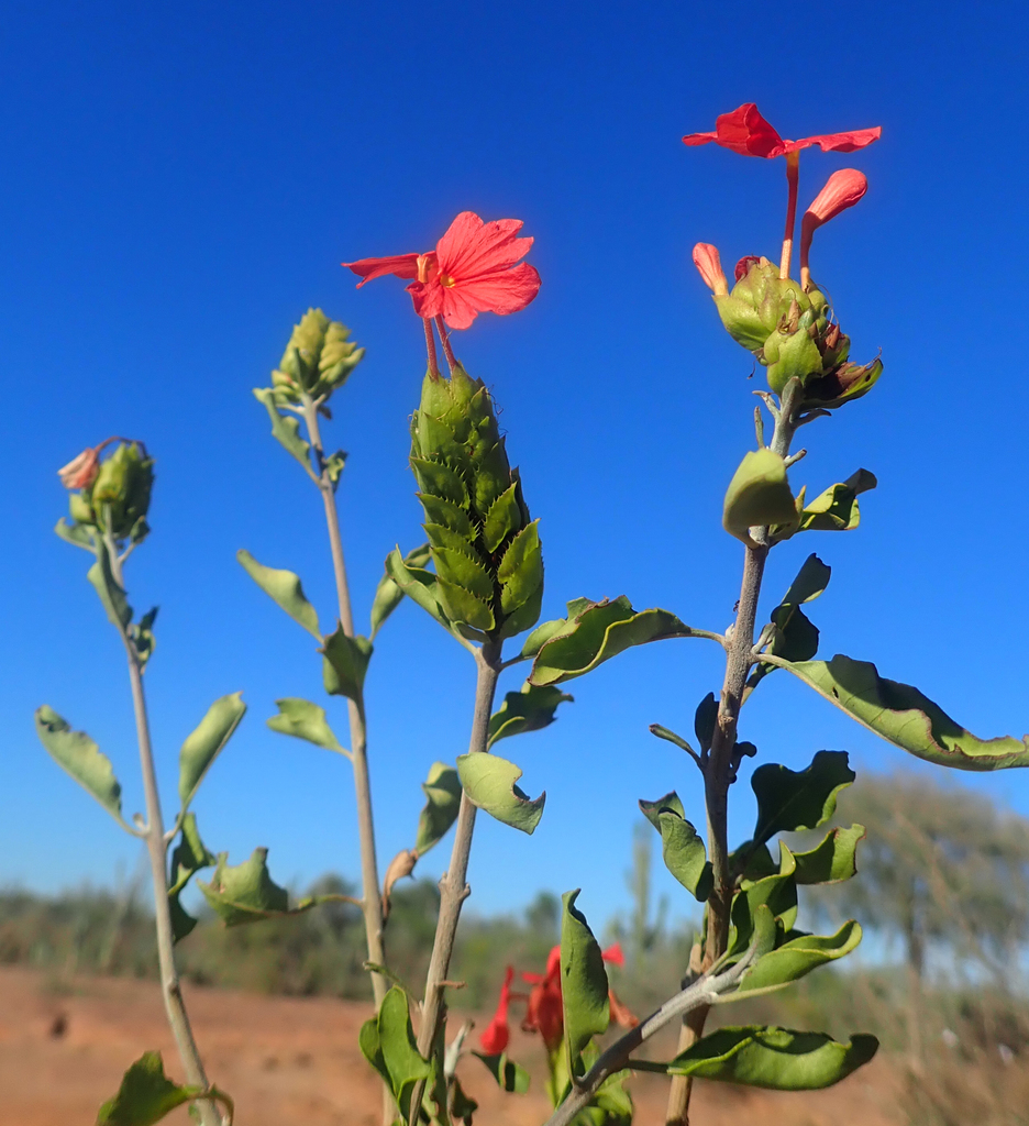 Crossandra humbertii