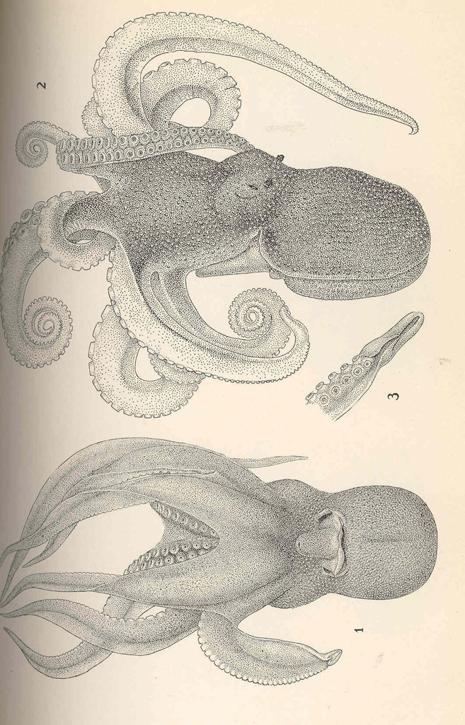Pacific Fourhorn Octopus