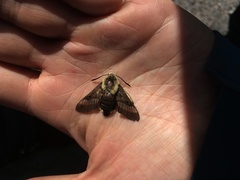 Proserpinus flavofasciata