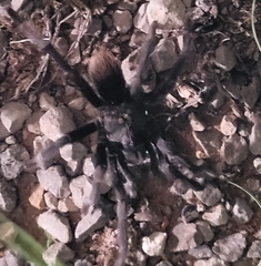 Aphonopelma gabeli