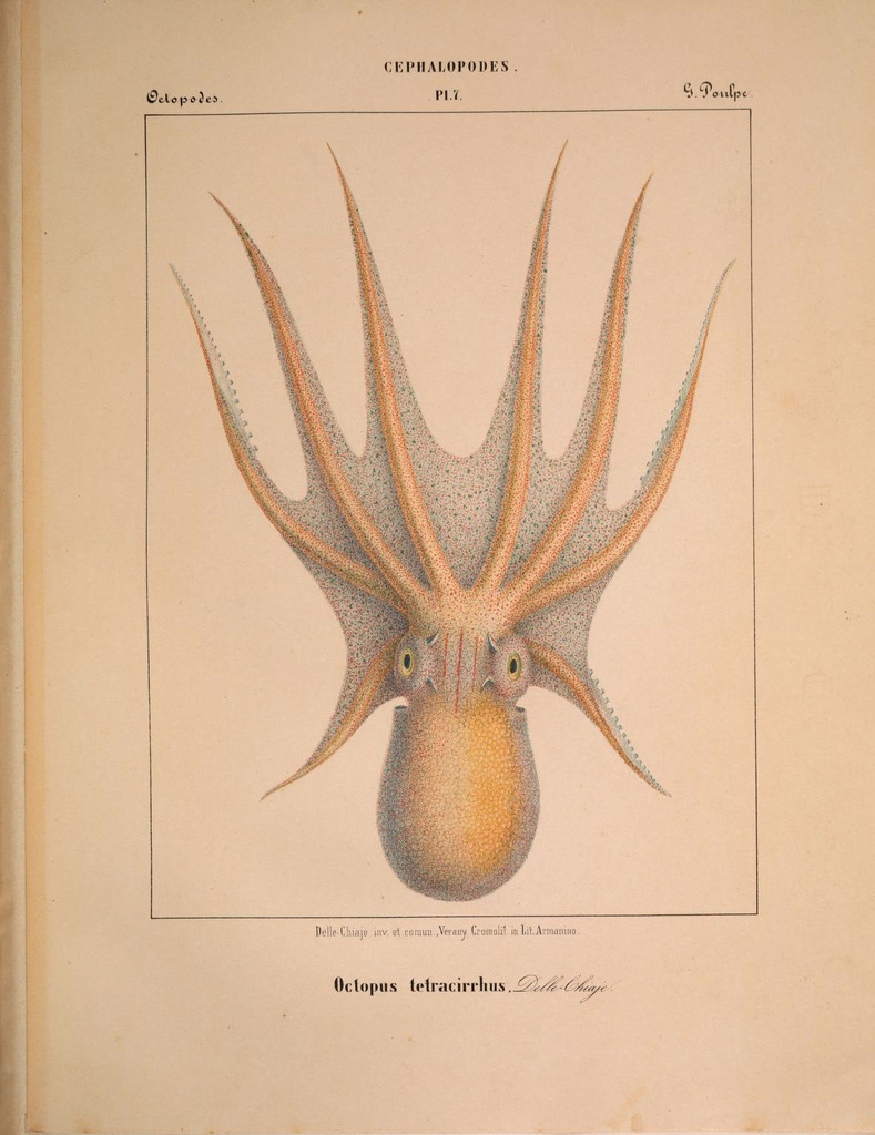 Fourhorn Octopuses
