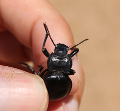 Akis acuminata