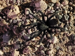 Aphonopelma gabeli