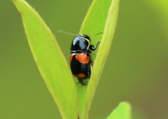 Griburius albilabris