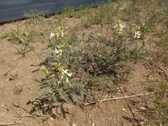 Astragalus curvicarpus
