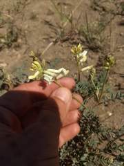 Astragalus curvicarpus
