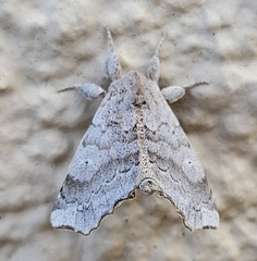 Olceclostera seraphica