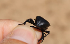 Akis acuminata