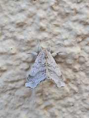 Olceclostera seraphica