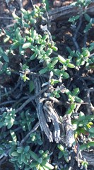 Trichodiadema calvatum