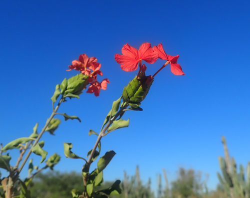 Crossandra humbertii image