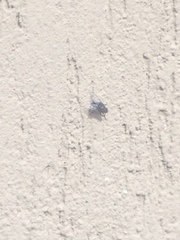 Calyptratae
