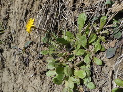 Crepis sancta