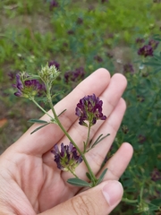 Medicago