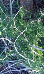 Asparagus burchellii