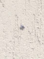 Calyptratae