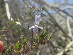 Oplonia minor