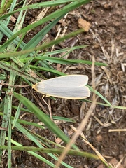 Eilema lurideola