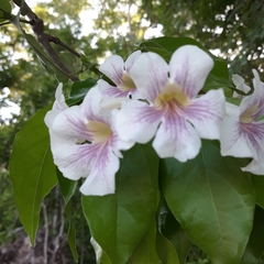 Bignonia potosina