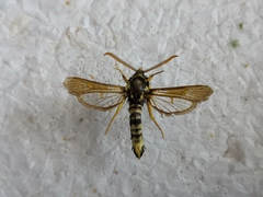 Paranthrene insolita