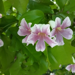 Bignonia potosina