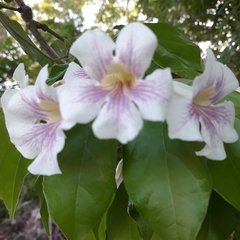 Bignonia potosina