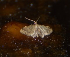 Idaea pervertipennis