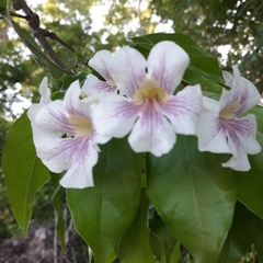 Bignonia potosina