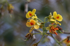 Erythrostemon yucatanensis yucatanensis