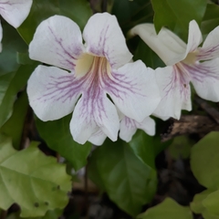 Bignonia potosina