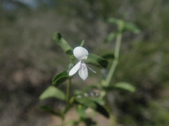 Oplonia