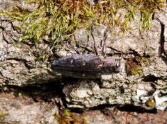 Chrysobothris affinis