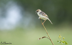 Cisticola galactotes isodactylus
