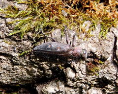 Chrysobothris affinis