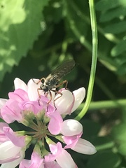 Neomochtherus pallipes