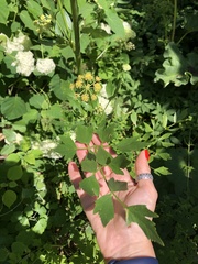 Levisticum officinale