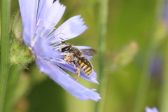 Anthidium manicatum