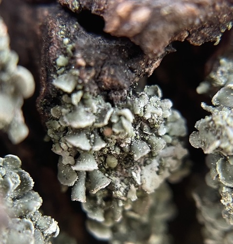 Common Clam Lichen