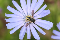 Anthidium manicatum